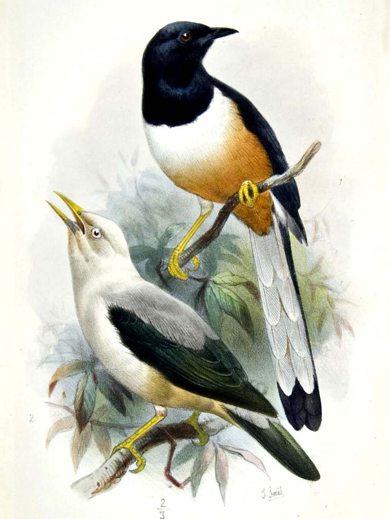 White-headed Starling