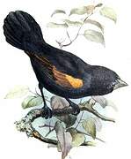 Fan-tailed Widowbird