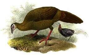 Bulwer's Pheasant