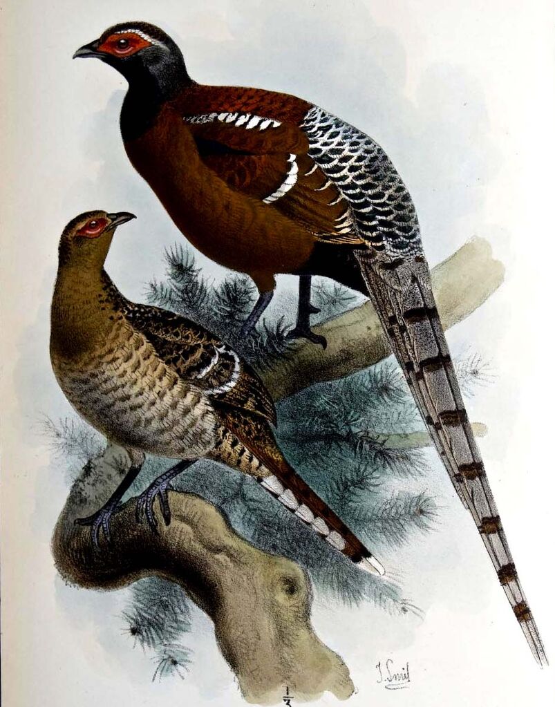 Mrs. Hume's Pheasant