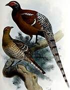 Mrs. Hume's Pheasant