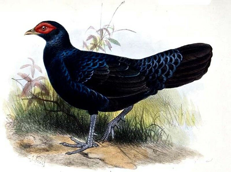 Salvadori's Pheasant