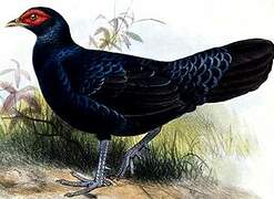 Salvadori's Pheasant