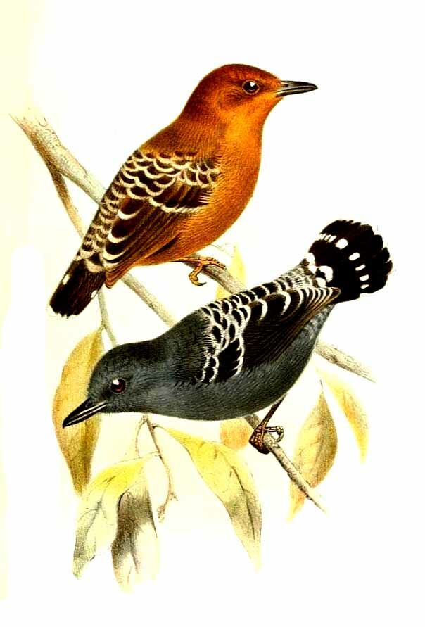 Common Scale-backed Antbird