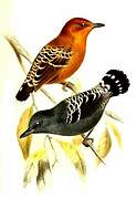 Common Scale-backed Antbird