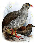 Red-billed Spurfowl