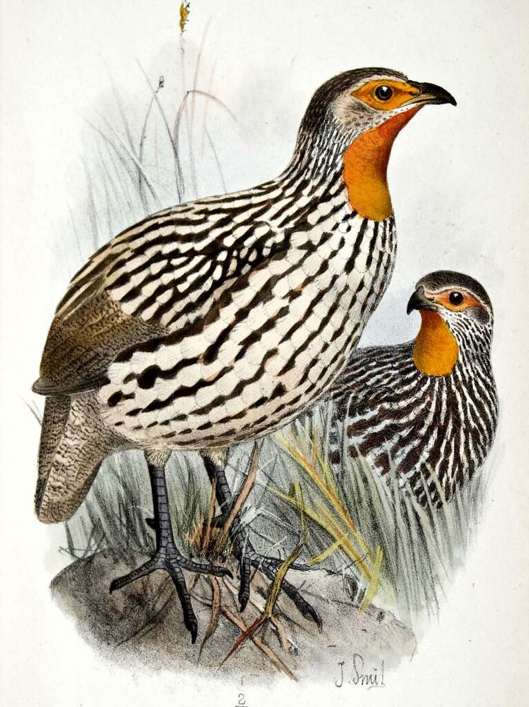 Yellow-necked Spurfowl