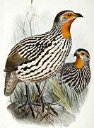 Yellow-necked Spurfowl