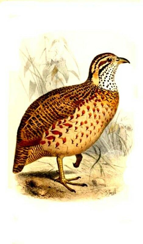 Francolin montagnard