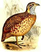 Francolin montagnard