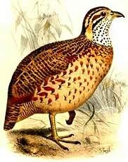 Francolin montagnard