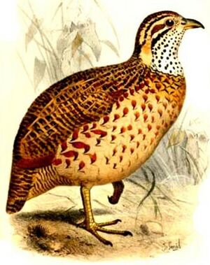 Francolin montagnard