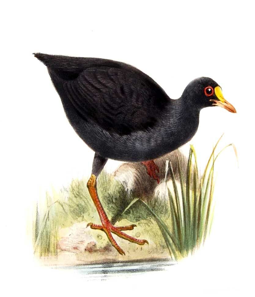 Samoan Woodhen