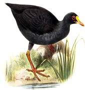 Gallinule punaé