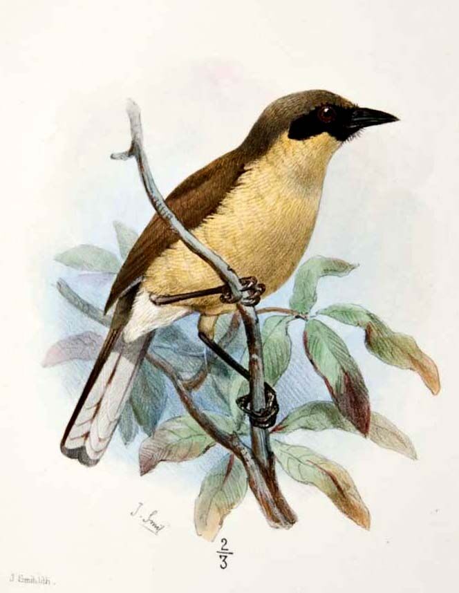 Yellow-throated Laughingthrush