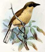 Yellow-throated Laughingthrush