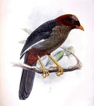 Garrulaxe de Treacher josm82618