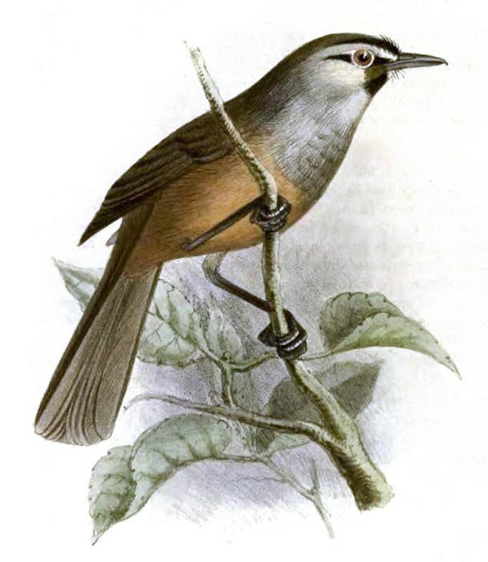 Nilgiri Laughingthrush