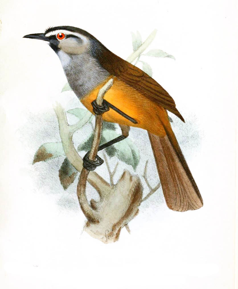 Nilgiri Laughingthrush