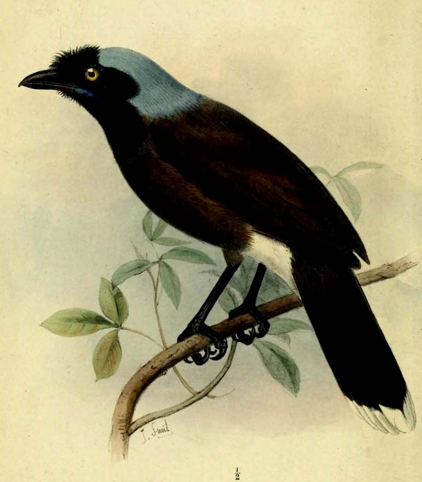 Azure-naped Jay