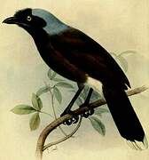 Azure-naped Jay