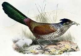 Banded Ground Cuckoo