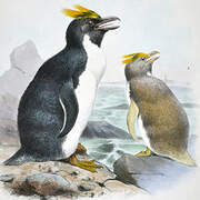 Macaroni Penguin