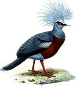 Scheepmaker's Crowned Pigeon