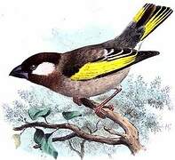 Socotra Golden-winged Grosbeak