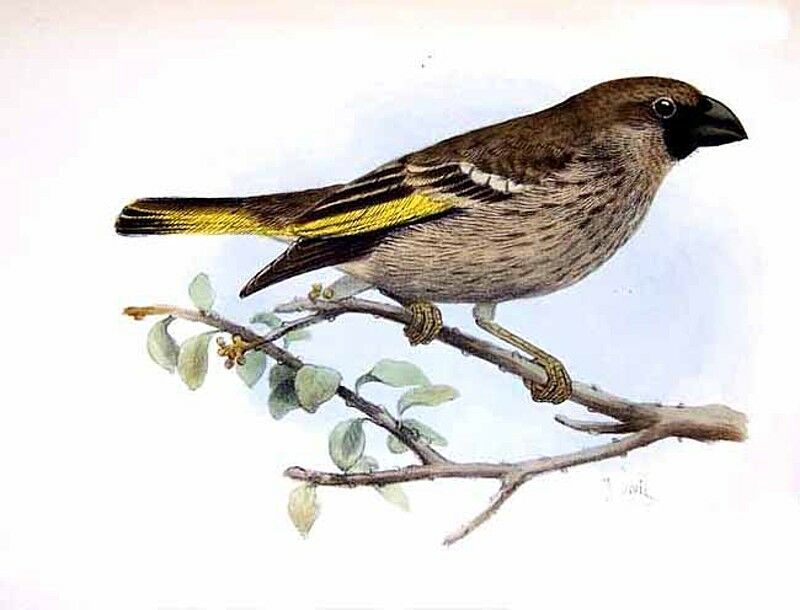 Socotra Golden-winged Grosbeak