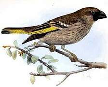 Socotra Golden-winged Grosbeak