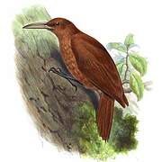 Great Rufous Woodcreeper