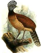 Great Curassow