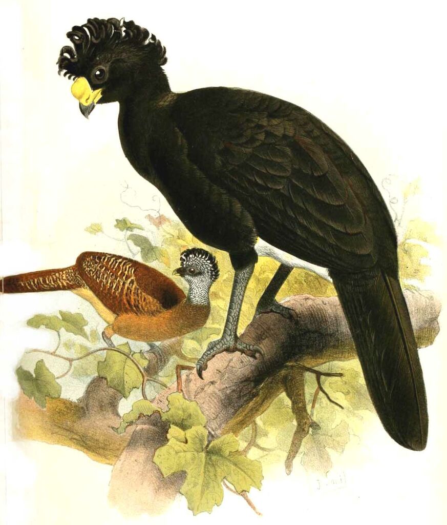 Great Curassow