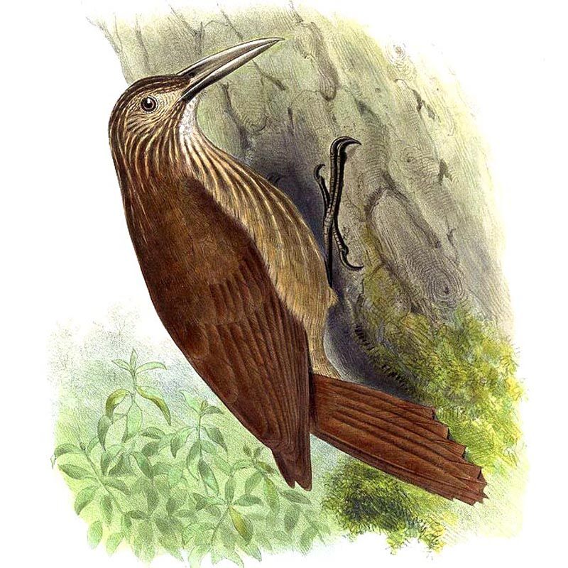 Strong-billed Woodcreeper