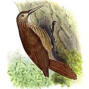 Strong-billed Woodcreeper