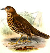 Tristan Thrush