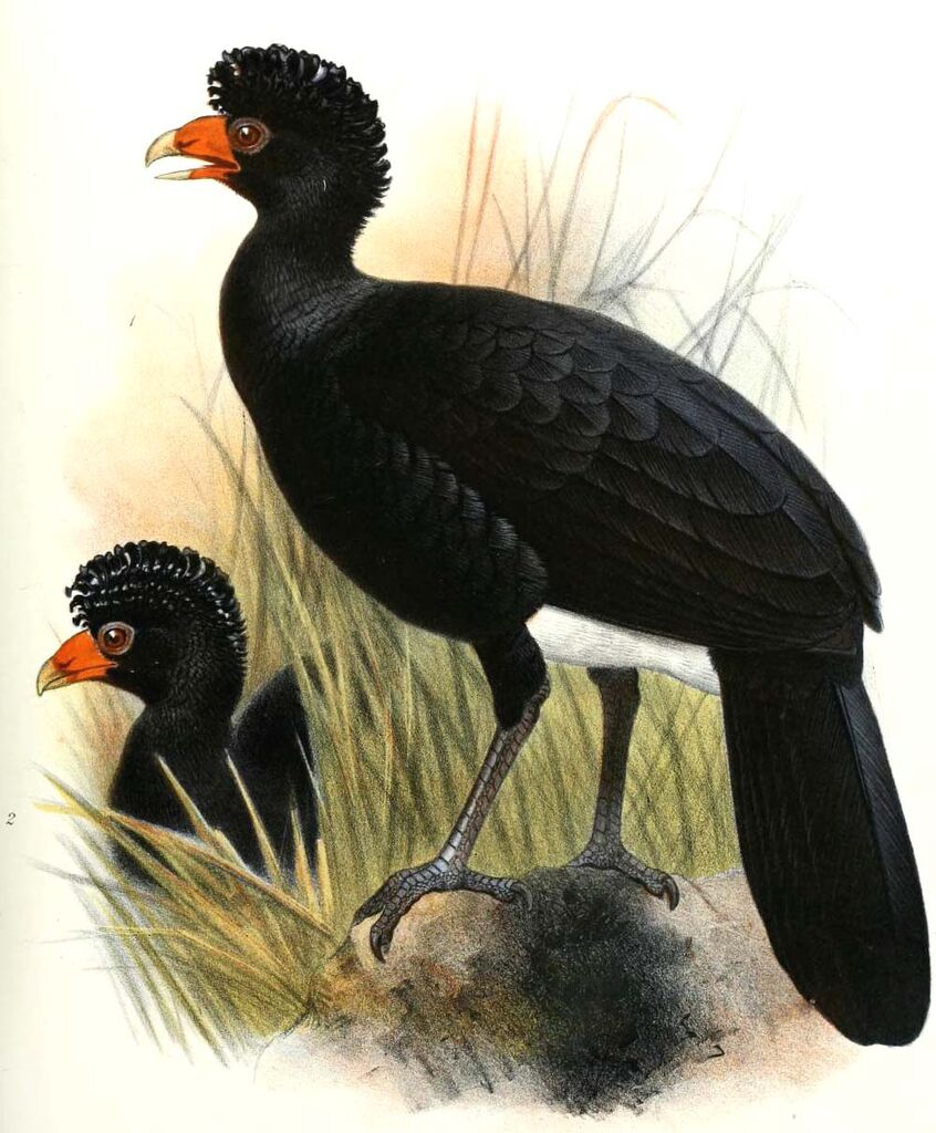 Black Curassow