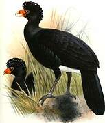 Black Curassow