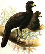 Black Curassow