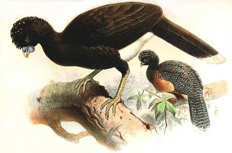 Blue-billed Curassow