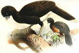 Blue-billed Curassow