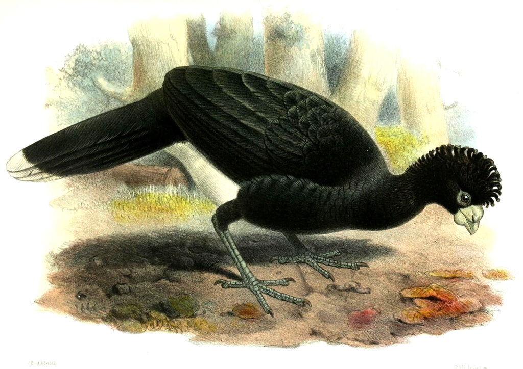 Blue-billed Curassow