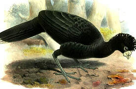 Blue-billed Curassow