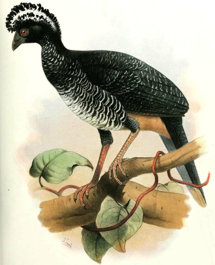 Yellow-knobbed Curassow