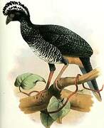 Yellow-knobbed Curassow