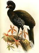 Yellow-knobbed Curassow