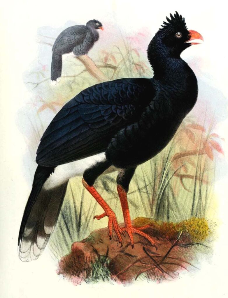 Salvin's Curassow