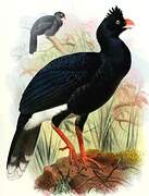 Salvin's Curassow