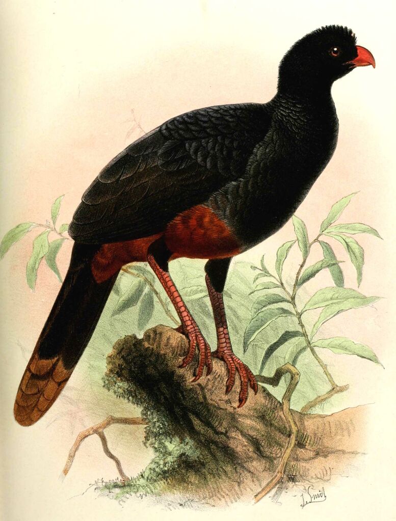 Crestless Curassow